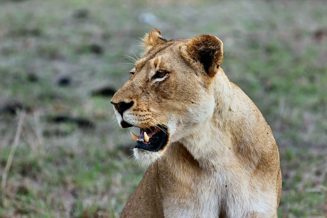 lion picture